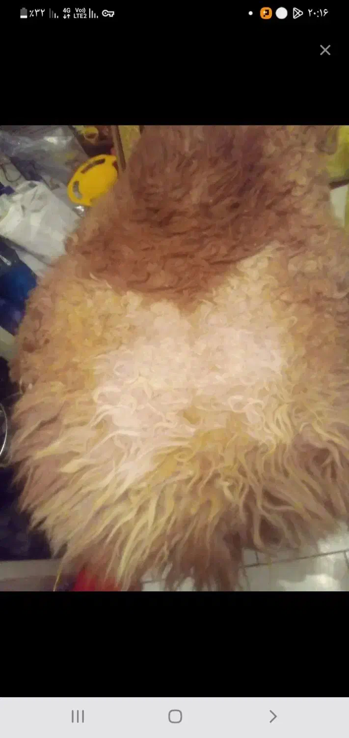 معاوضه باپرنده|پرنده|تبریز, |دیوار