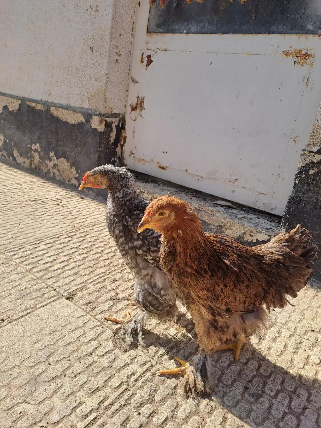 برهما|حیوانات مزرعه|محمدشهر, جعفرآباد|دیوار