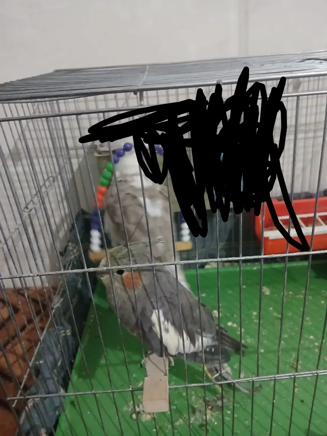 عروس هلندی|پرنده|مرودشت, فرهنگ|دیوار