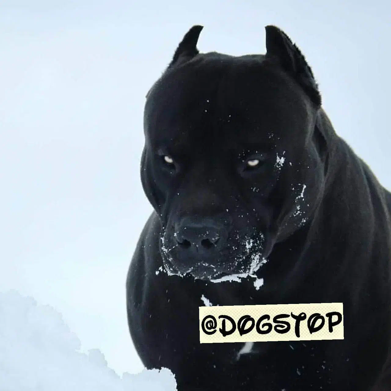 گمشده|حیوانات|بجنورد, |دیوار