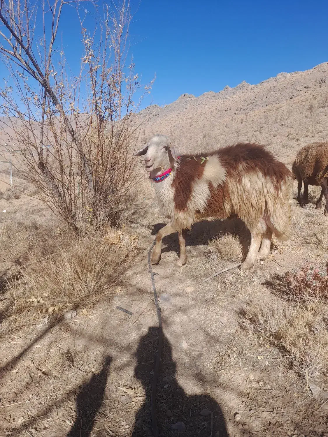 بره قوچ  شیشک افشار|حیوانات مزرعه|داران, |دیوار