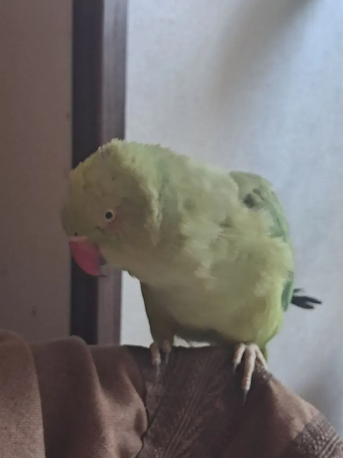 طوطی ملنگو ماده|پرنده|فردیس, فردیس|دیوار