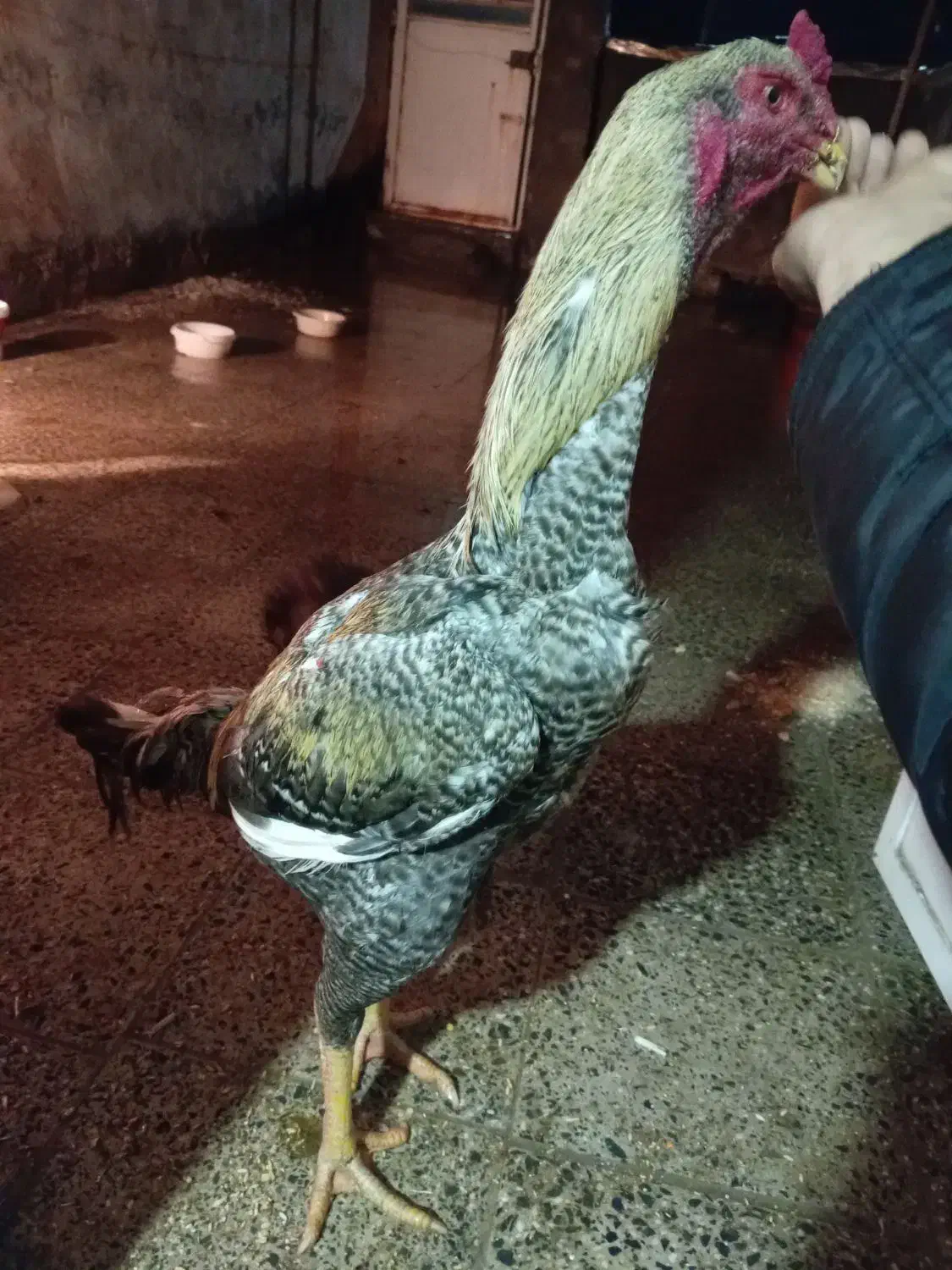 خروس لاری|حیوانات مزرعه|سروآباد, |دیوار