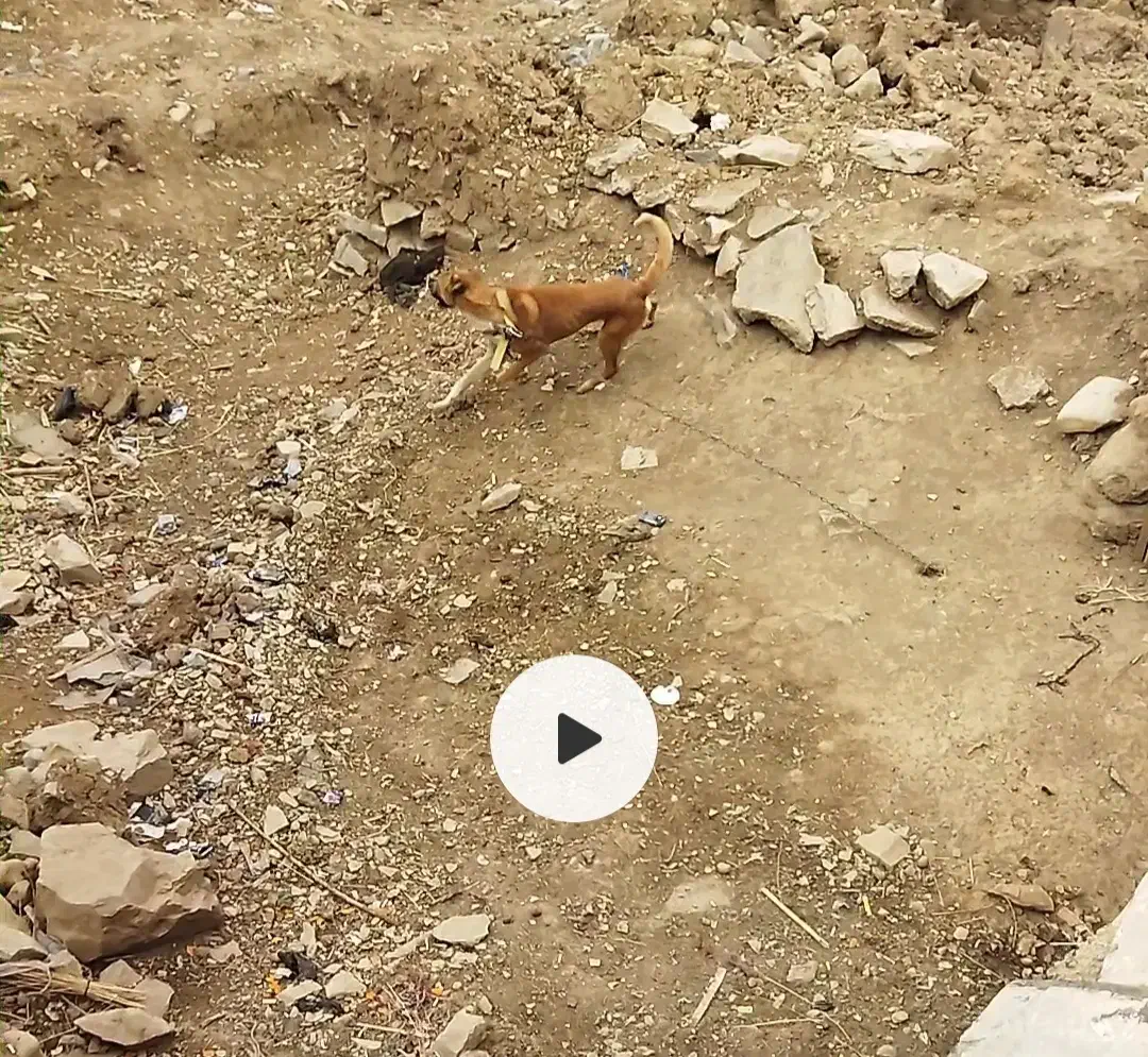 واگذاری سگ نگهبان نر|سگ|کرمانشاه, |دیوار