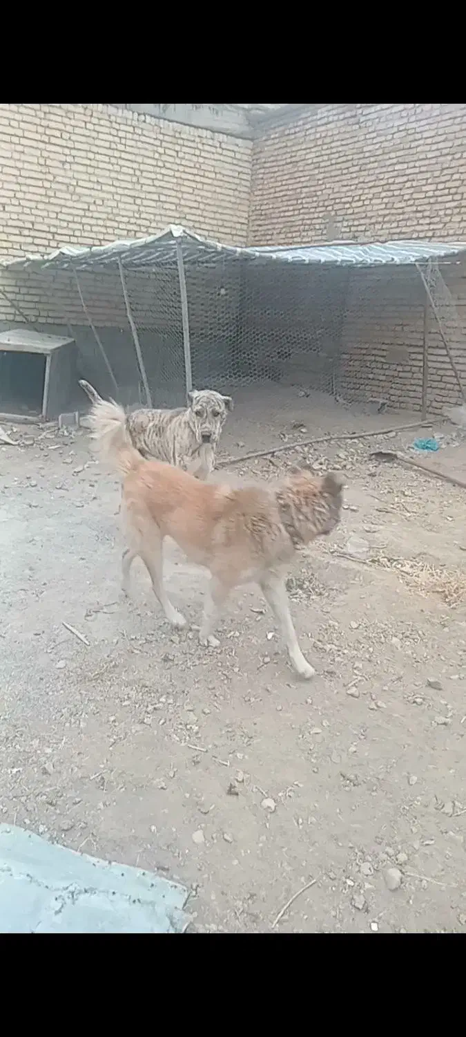 سک افغانی نر دوساله|سگ|جونقان, |دیوار