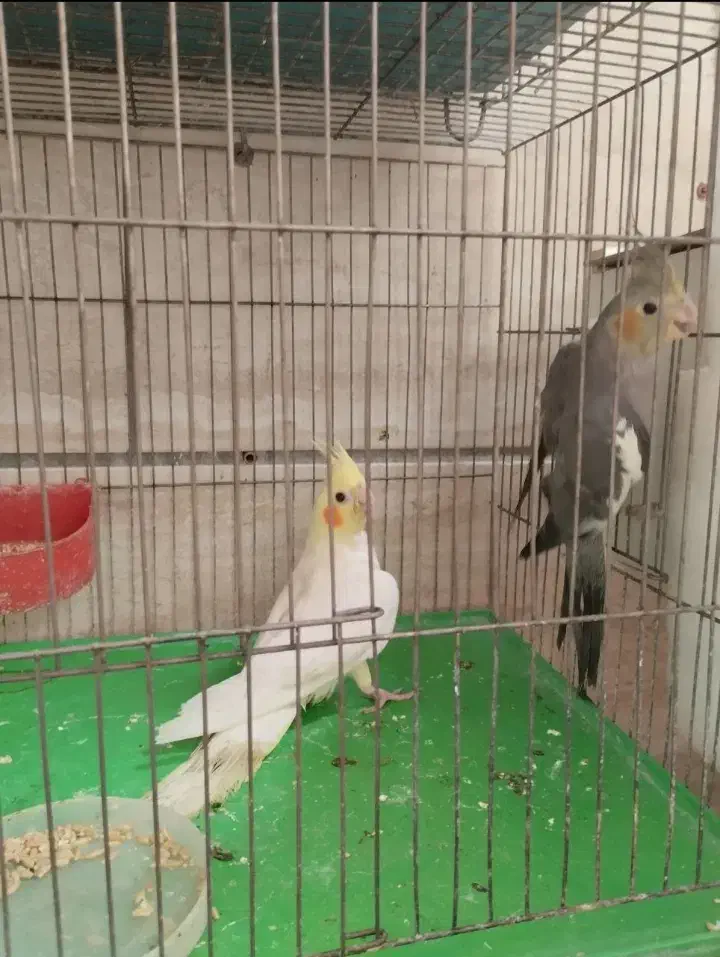 جوجه عروس هلندی|پرنده|میانه, |دیوار