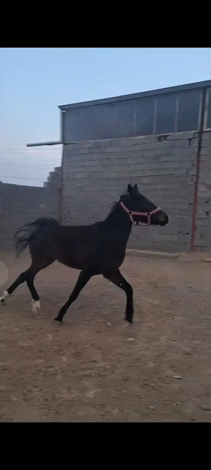 اسب مادیان کرد عرب.|اسب و تجهیزات اسب‌سواری|بستان آباد, |دیوار