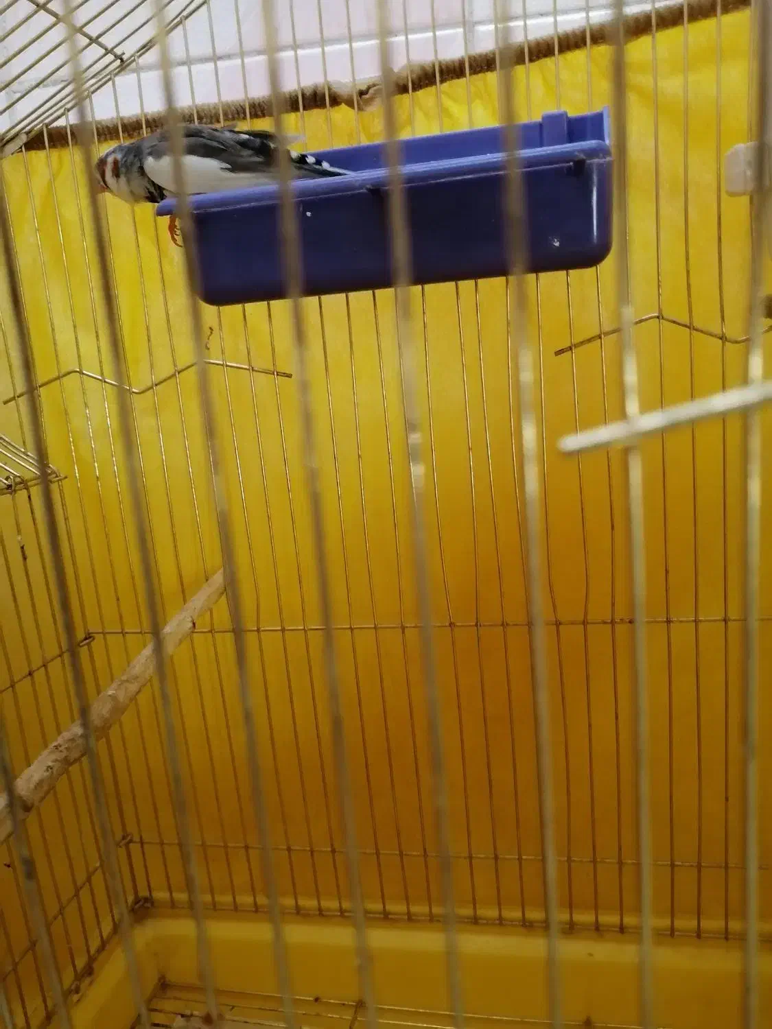 فنچ|پرنده|اصفهان, شهرک امام خمینی|دیوار