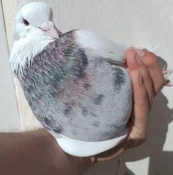 طوقی|پرنده|سنندج, |دیوار