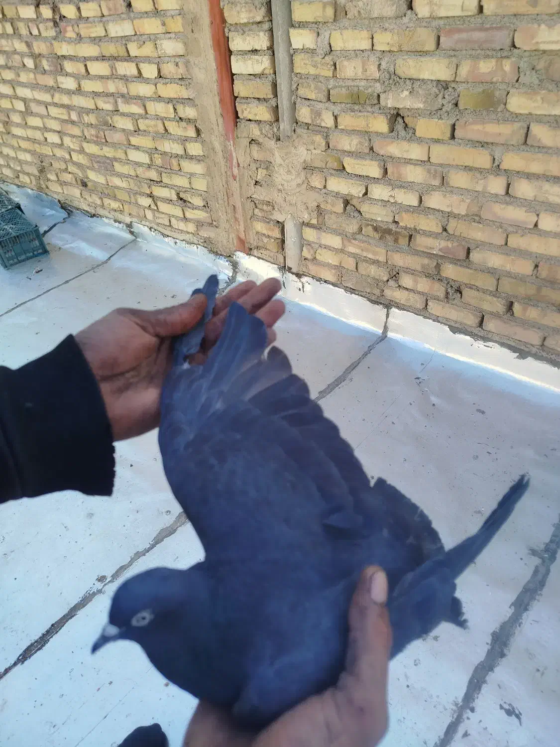 کبوتر|پرنده|مشکین‌دشت, |دیوار