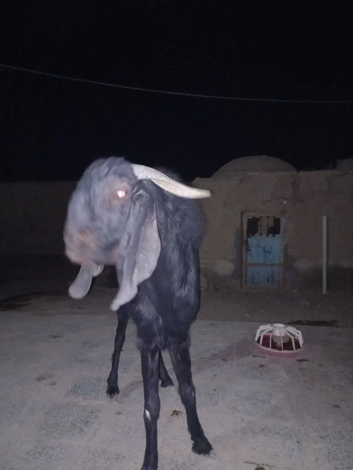 بز تک شاد گلابی|حیوانات مزرعه|کرباسک, |دیوار