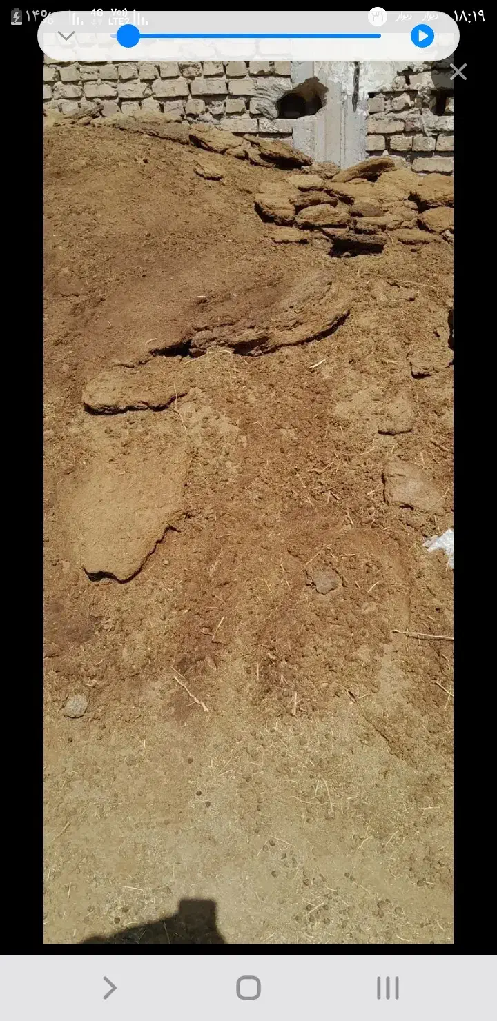 کود گوسفندی|لوازم جانبی حیوانات|رفسنجان, |دیوار