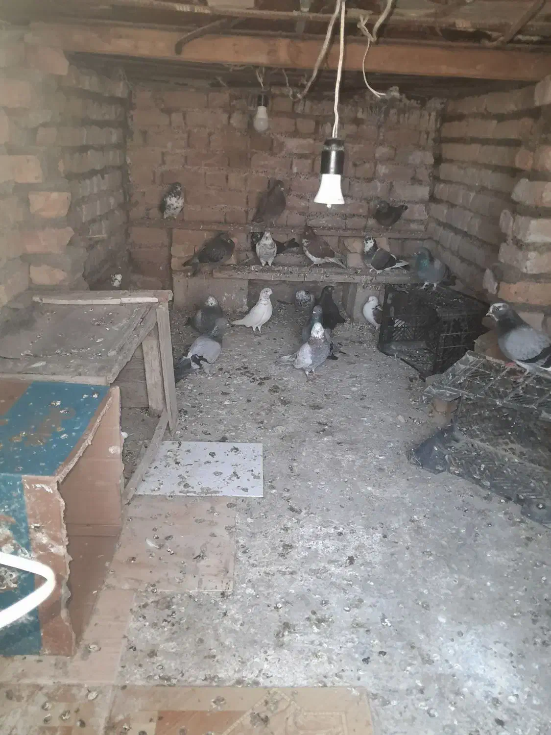 کبوتر|پرنده|گمیشان, |دیوار