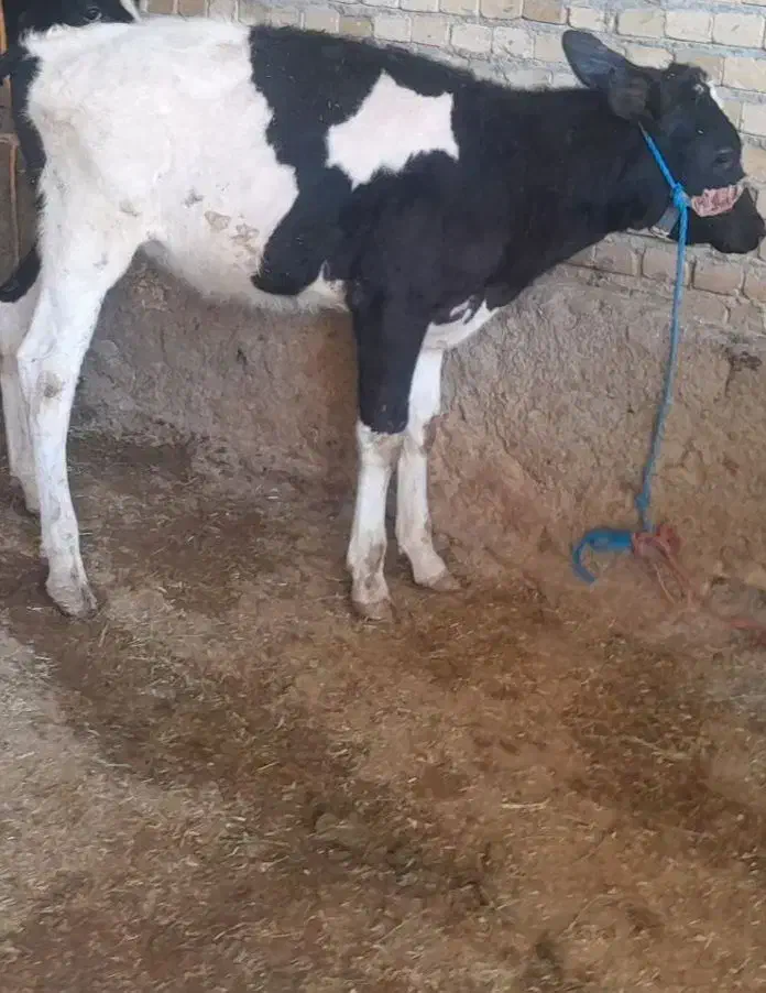 فروش گوساله سمینتال عوض بزعاله کوچیک دارم|حیوانات مزرعه|زنجان, |دیوار