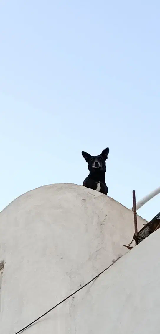 سگ نر پاکوتاه|سگ|زاهدان, |دیوار