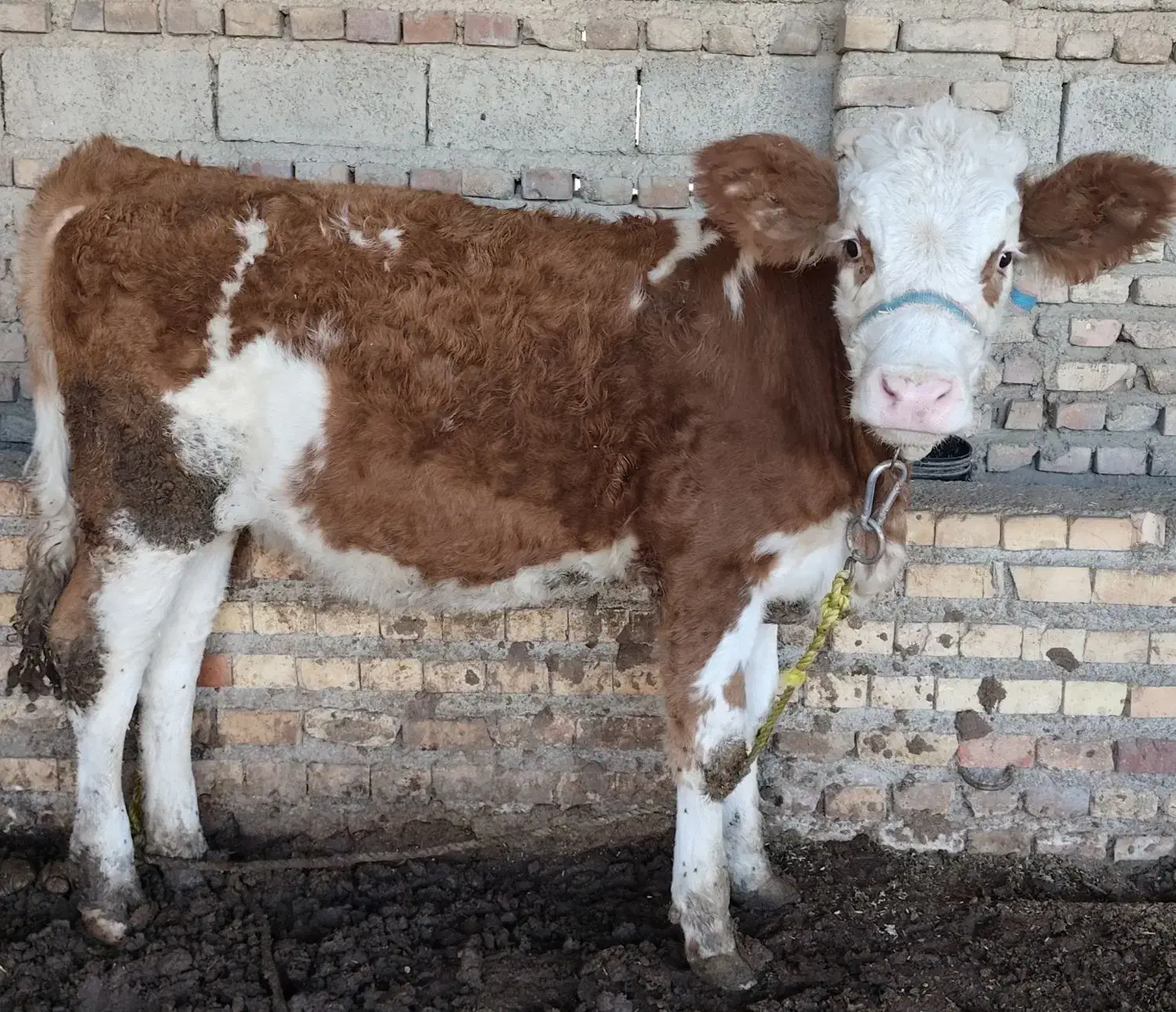 گوساله ماده|حیوانات مزرعه|نگین شهر, |دیوار