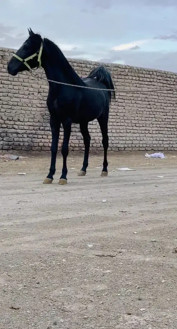 نریان دوسالو دوماه نوه طاووس دست شکسته زیر خاکی|اسب و تجهیزات اسب‌سواری|شیراز, عادل آباد|دیوار