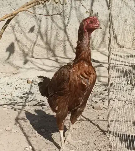 سه عدد مرغ لاری|حیوانات مزرعه|قزوین, |دیوار