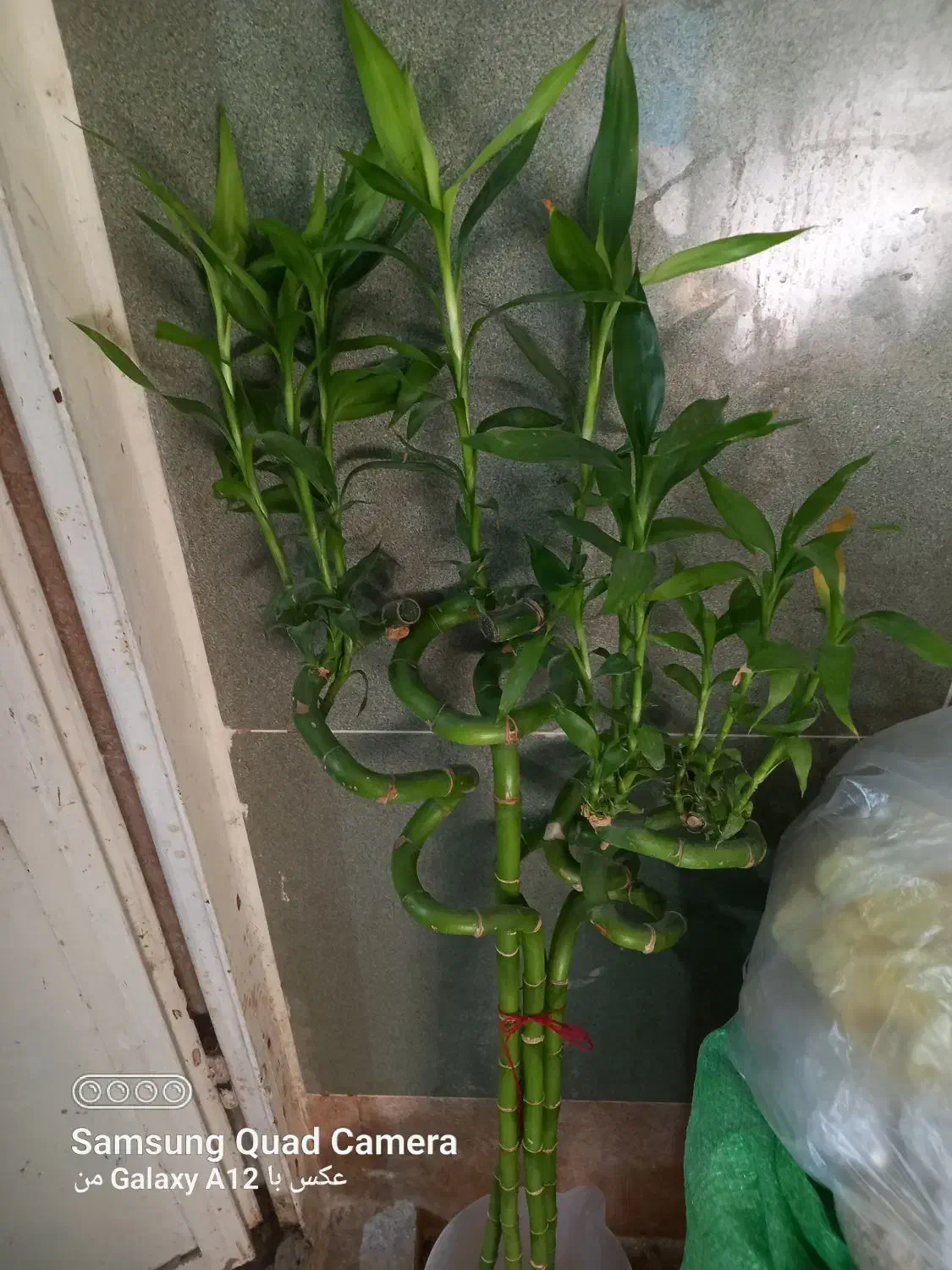 تعدادی گل اپارتمانی|گل و گیاه طبیعی|رامهرمز, |دیوار