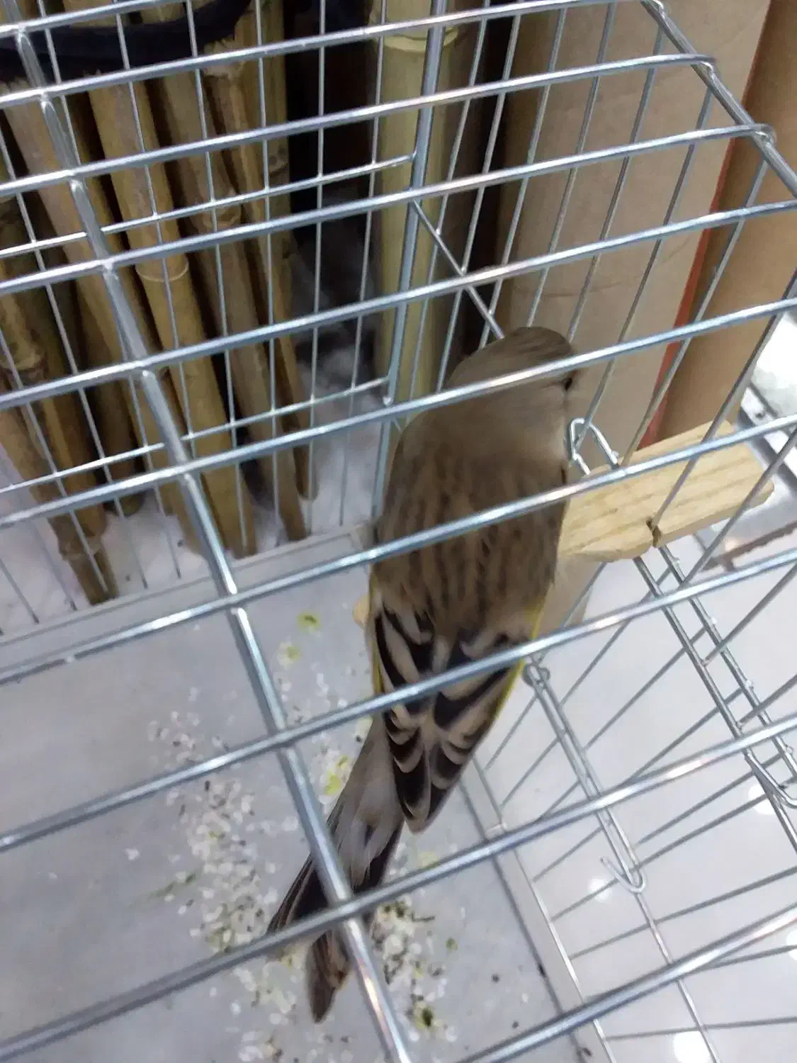 سهره قناری|پرنده|سقز, |دیوار