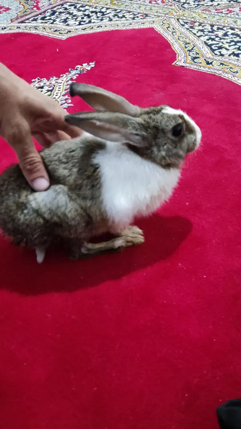 خرگوش زبل|موش و خرگوش|خرمآباد, |دیوار