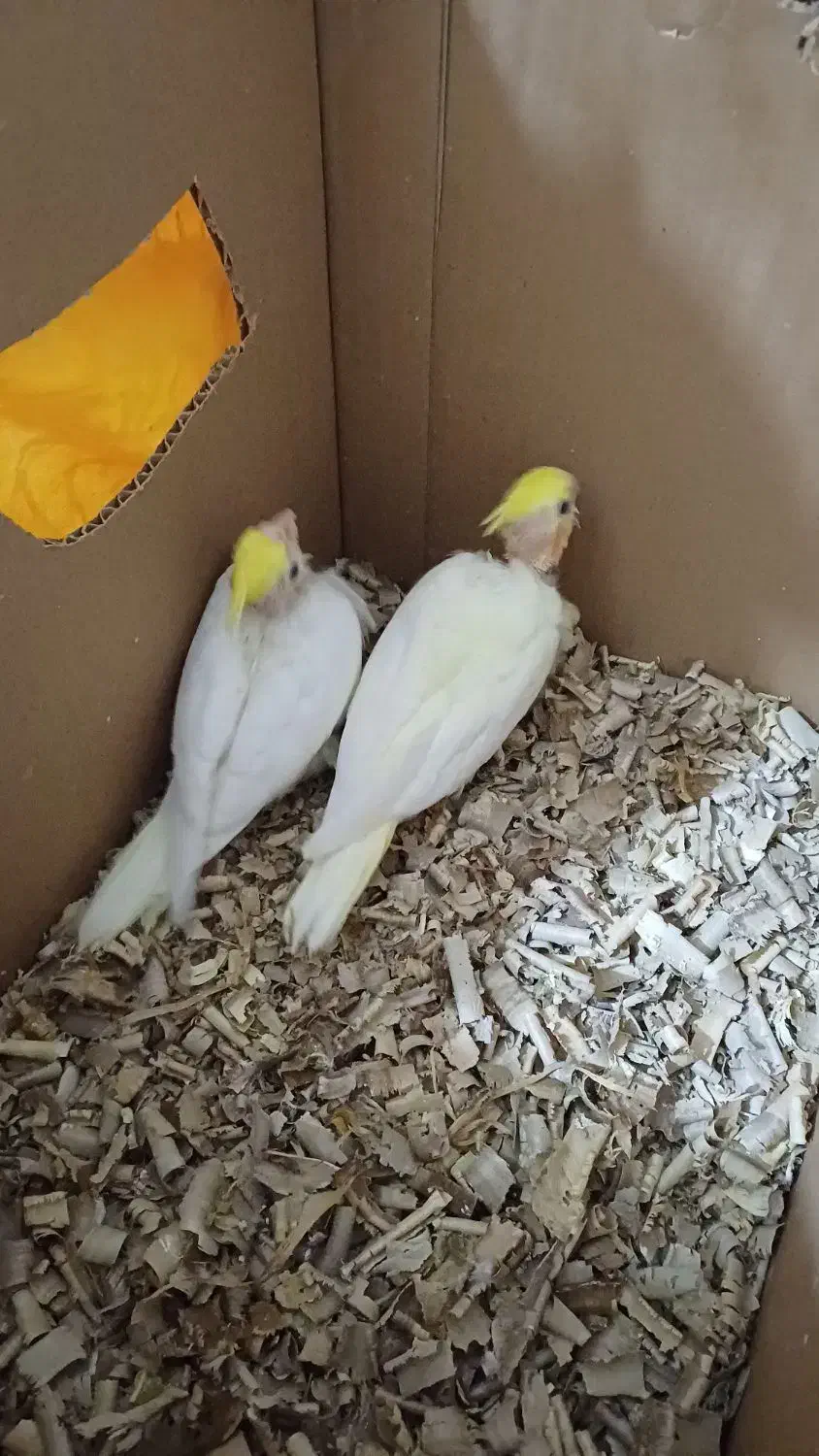 پچه عروس هلندی|پرنده|لردگان, |دیوار