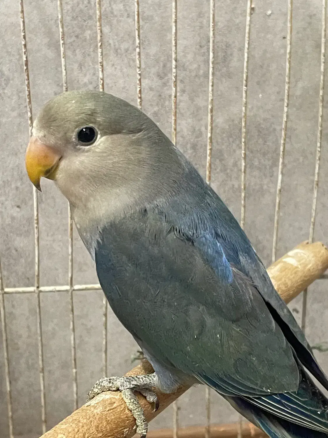 کوتوله برزیلی|پرنده|مشهد, هنرستان|دیوار