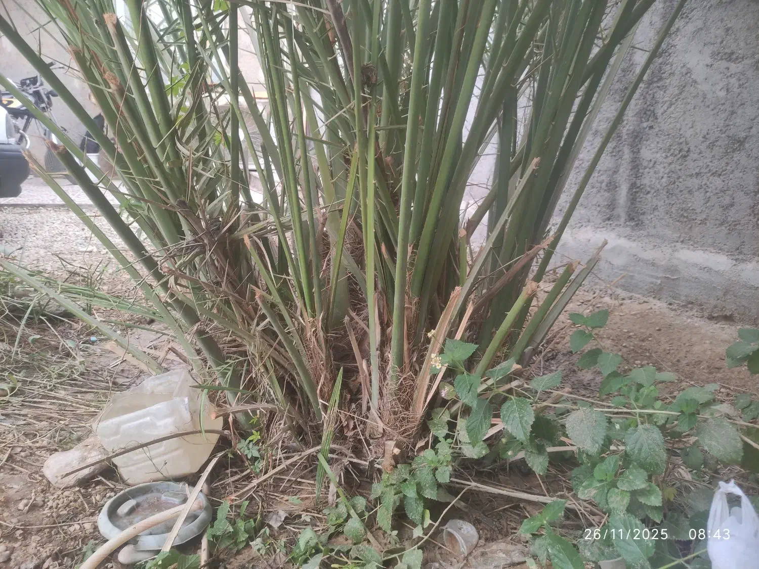 دمیت برحی اصل|گل و گیاه طبیعی|آبپخش, |دیوار