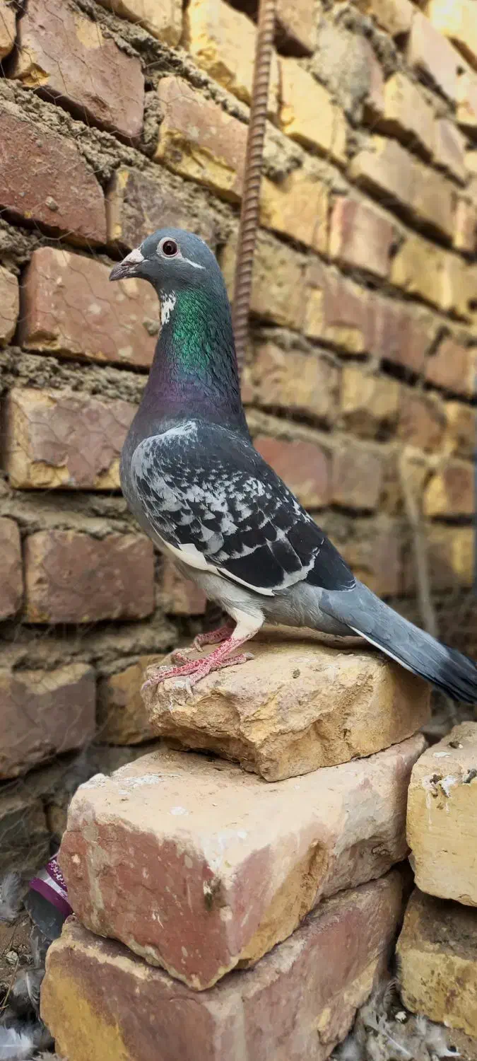 مجسمه|مجسمه، تندیس، ماکت|زابل, |دیوار