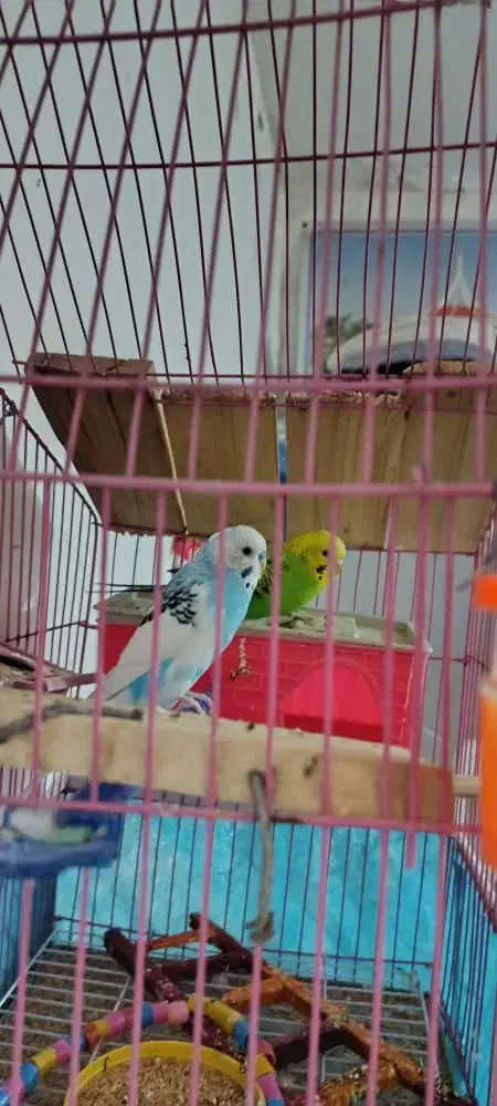 شوش|پرنده|کرخه, |دیوار