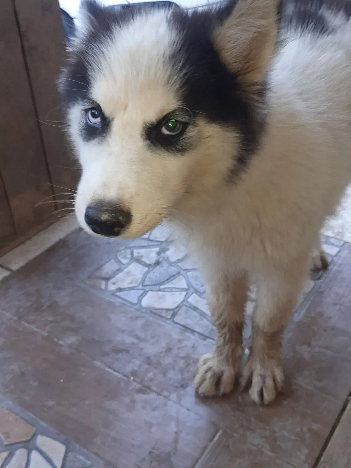 هاسکی ۴ماهه ماده|سگ|رشت, گیل|دیوار