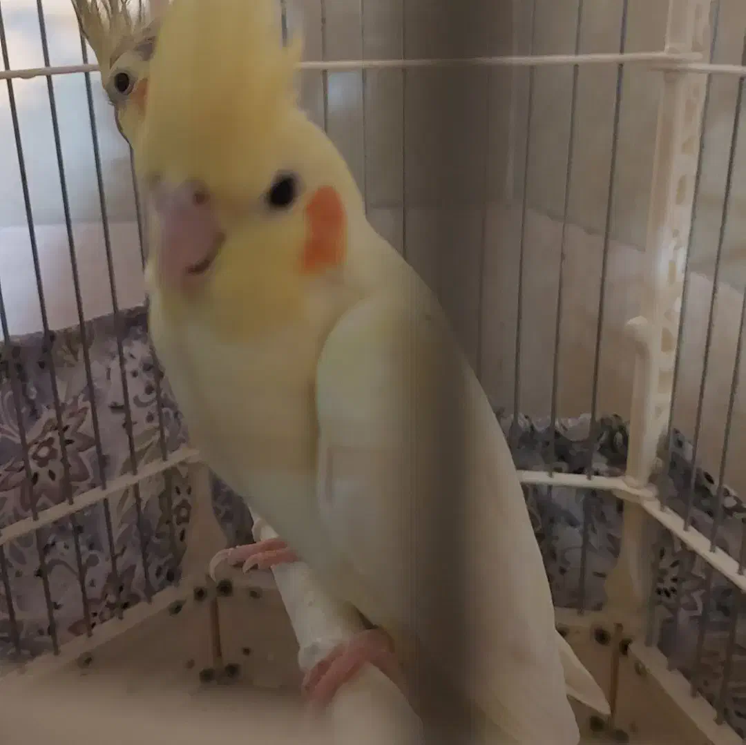 عروس لوتینو ماده ، آماده ی جفت شدن|پرنده|قم, تولید دارو و یخچال|دیوار