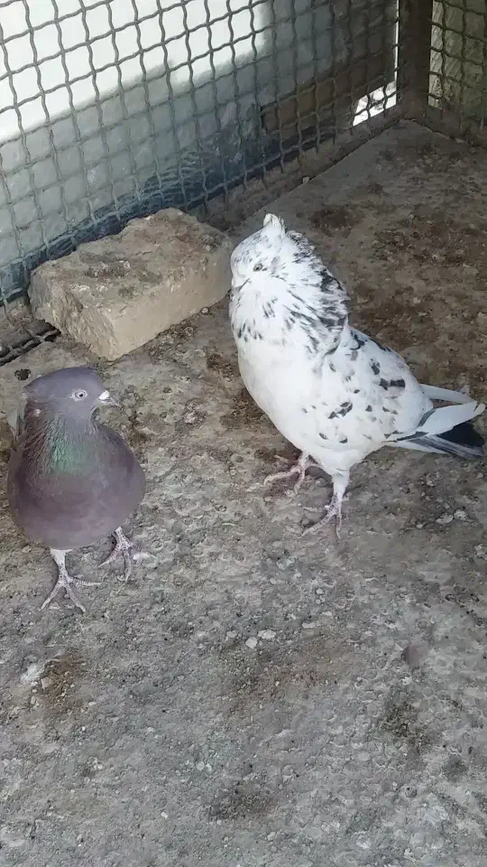 یه جفت کفتر پرش سنگین پشت گرگی و نسل سرور و گرگی|پرنده|هشتگرد, فاز ۲ مهستان|دیوار