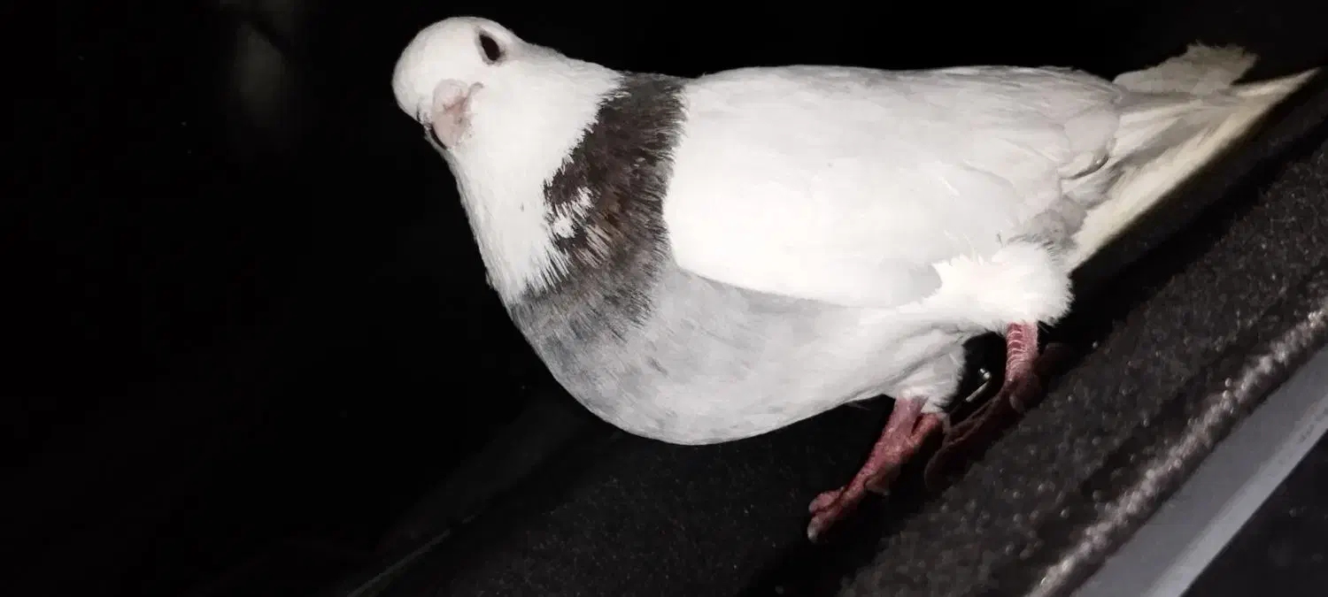 کبوتر|پرنده|شیراز, شهرک سعدی|دیوار