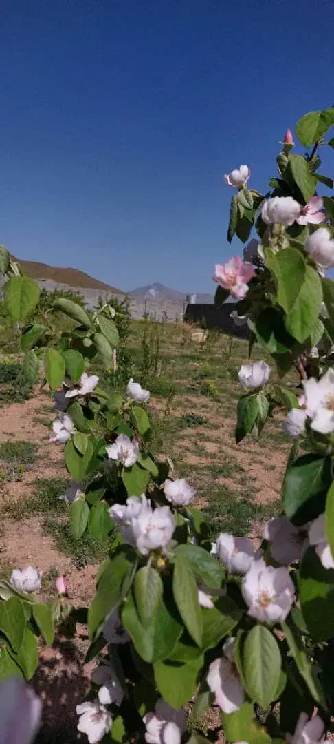 باغ ویلا منطقه سد امند|فروش خانه و ویلا|صوفیان, |دیوار