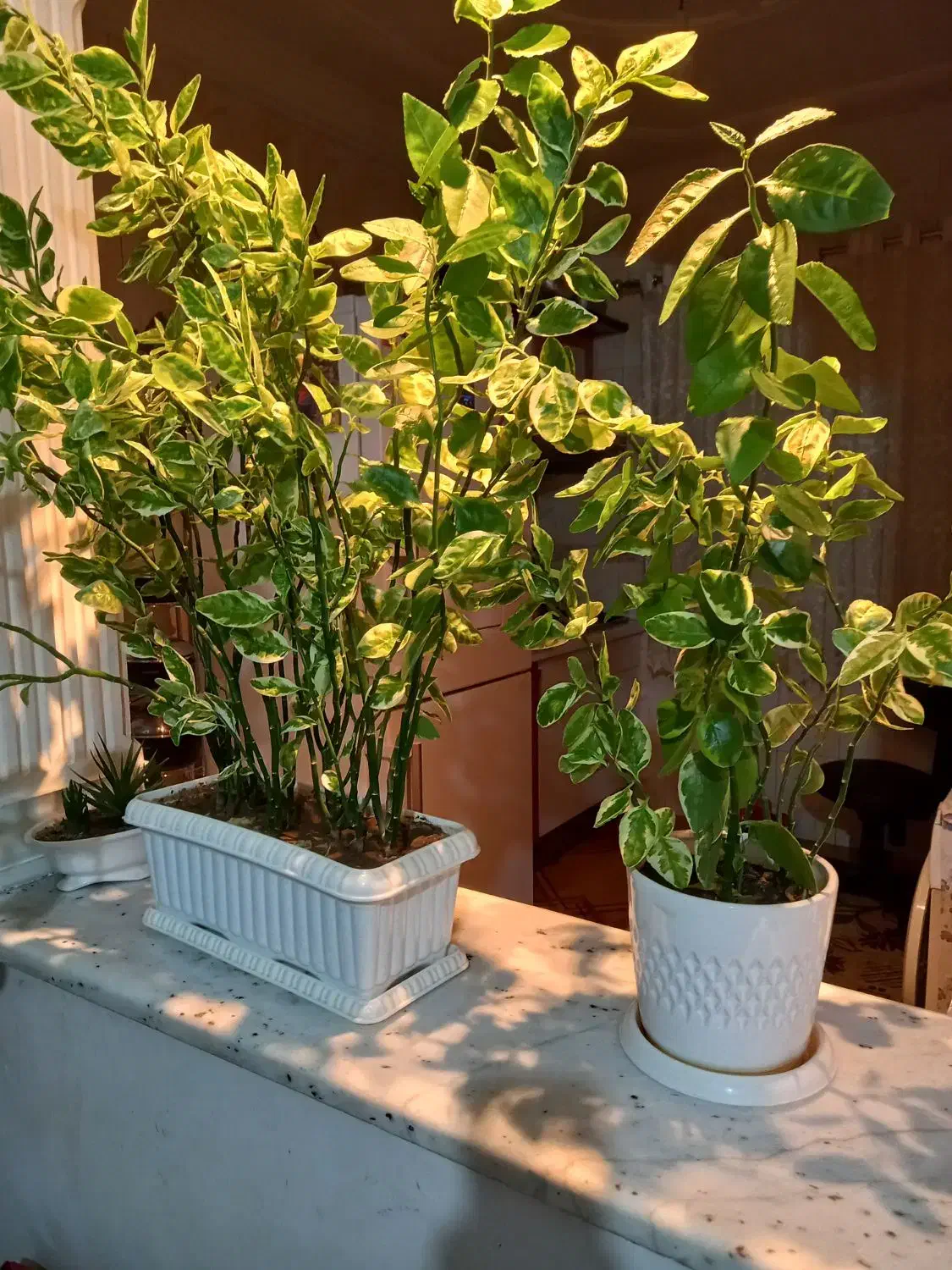 فروش گل اپارتمانی|گل و گیاه طبیعی|مینودشت, |دیوار