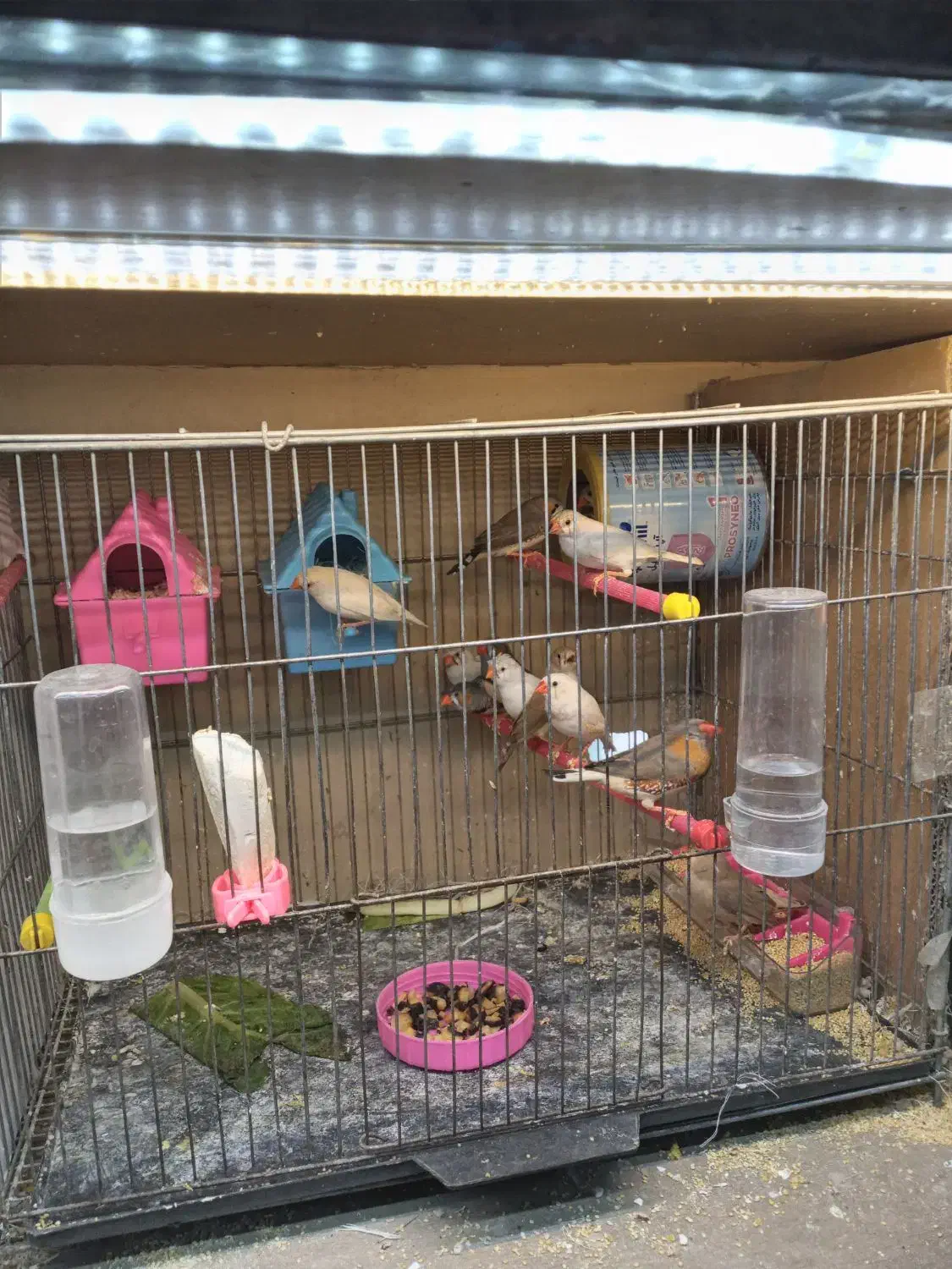 فنچ|پرنده|نسیم‌شهر, |دیوار