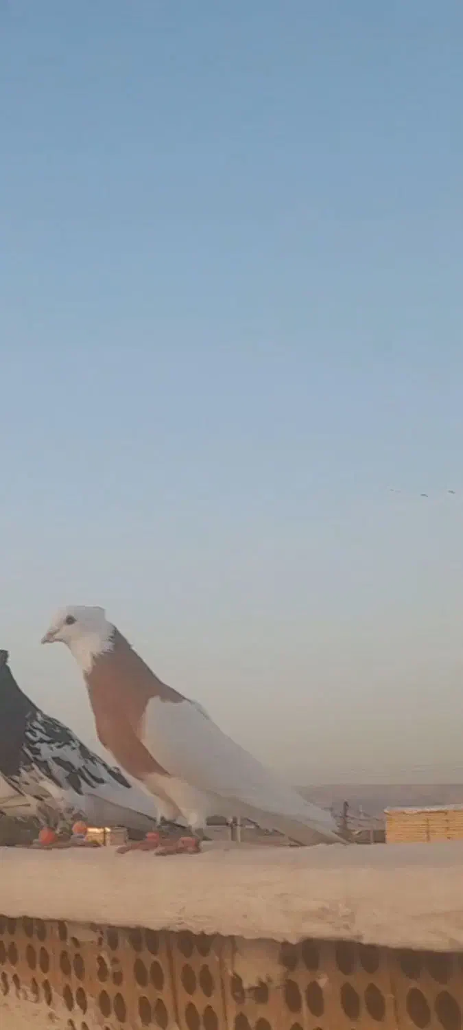 باخت|حیوانات|اندیمشک, |دیوار