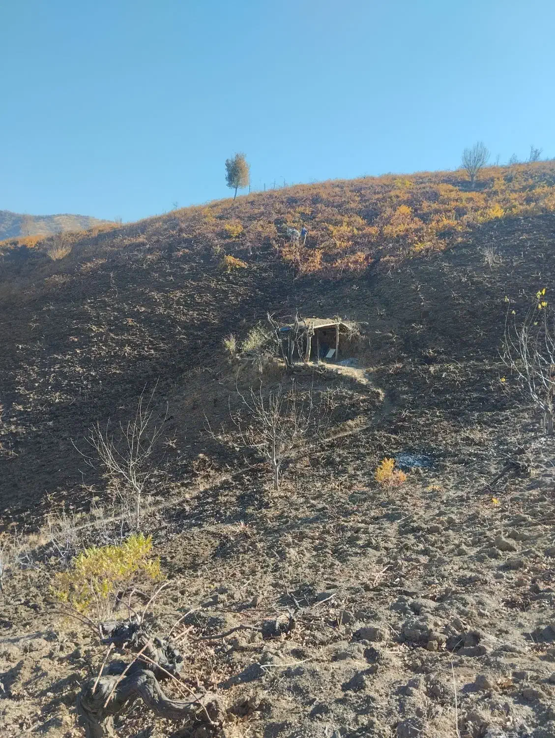 باغ انگور|فروش دفتر صنعتی، کشاورزی، تجاری|مریوان, |دیوار