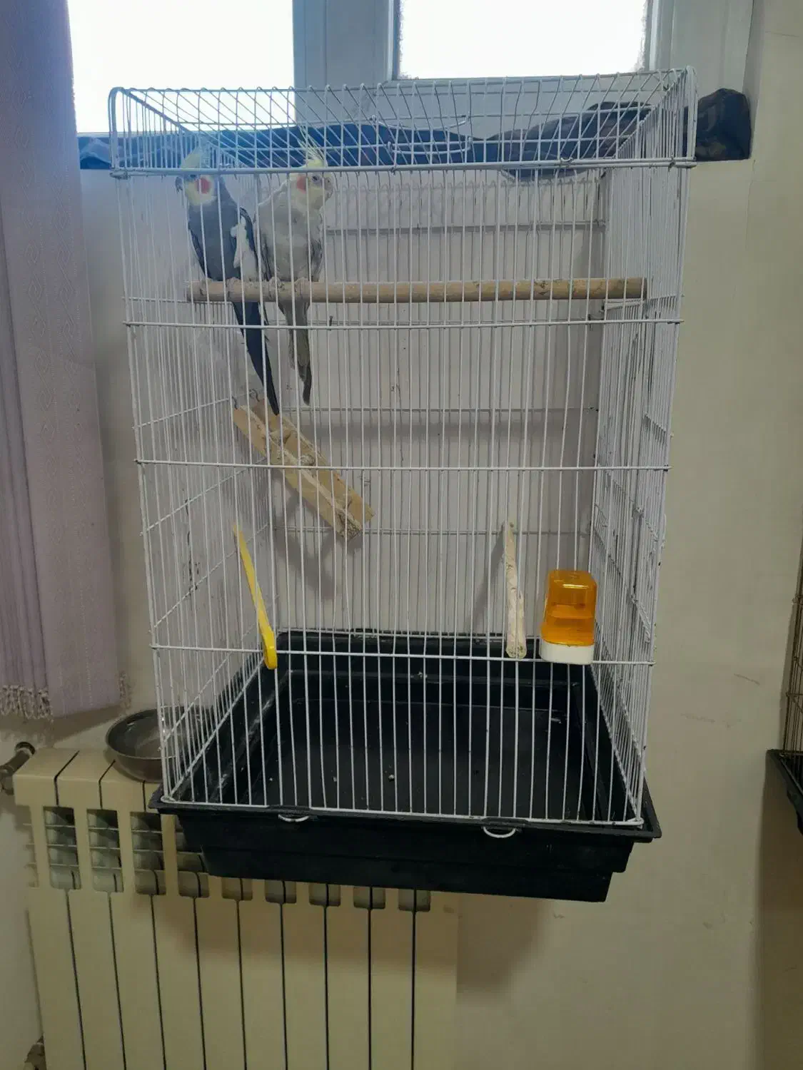 جفت طوطی عروس هلندی|پرنده|اردبیل, |دیوار