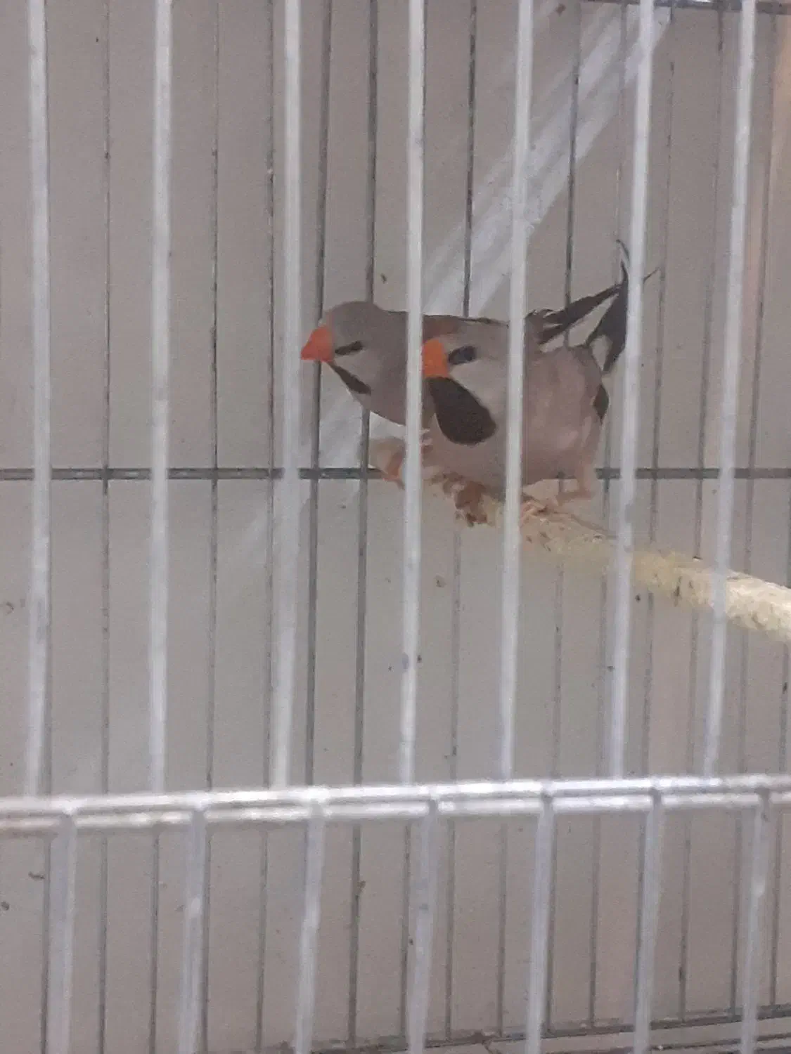 فنچ بنگالی. کراواتی و رز بورک|پرنده|تبریز, |دیوار