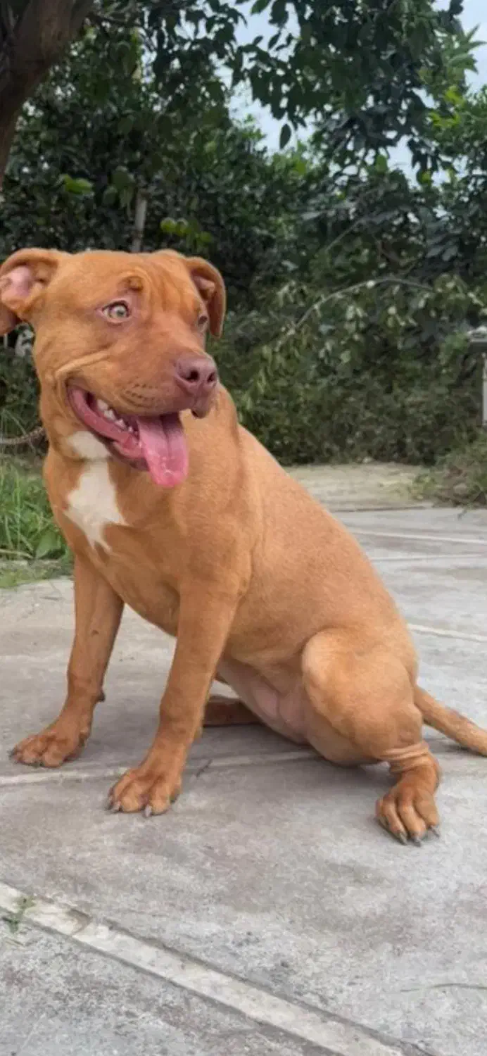 سگ پیت بول ۶ماهه|سگ|رامسر, |دیوار