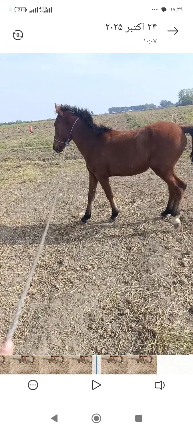 اسب|اسب و تجهیزات اسبسواری|پارسآباد, |دیوار