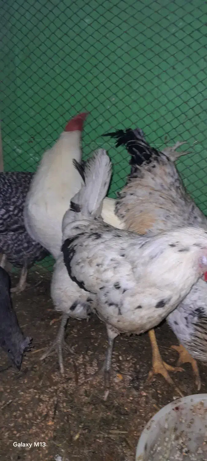 مرغ|حیوانات مزرعه|قره ضیاالدین, |دیوار