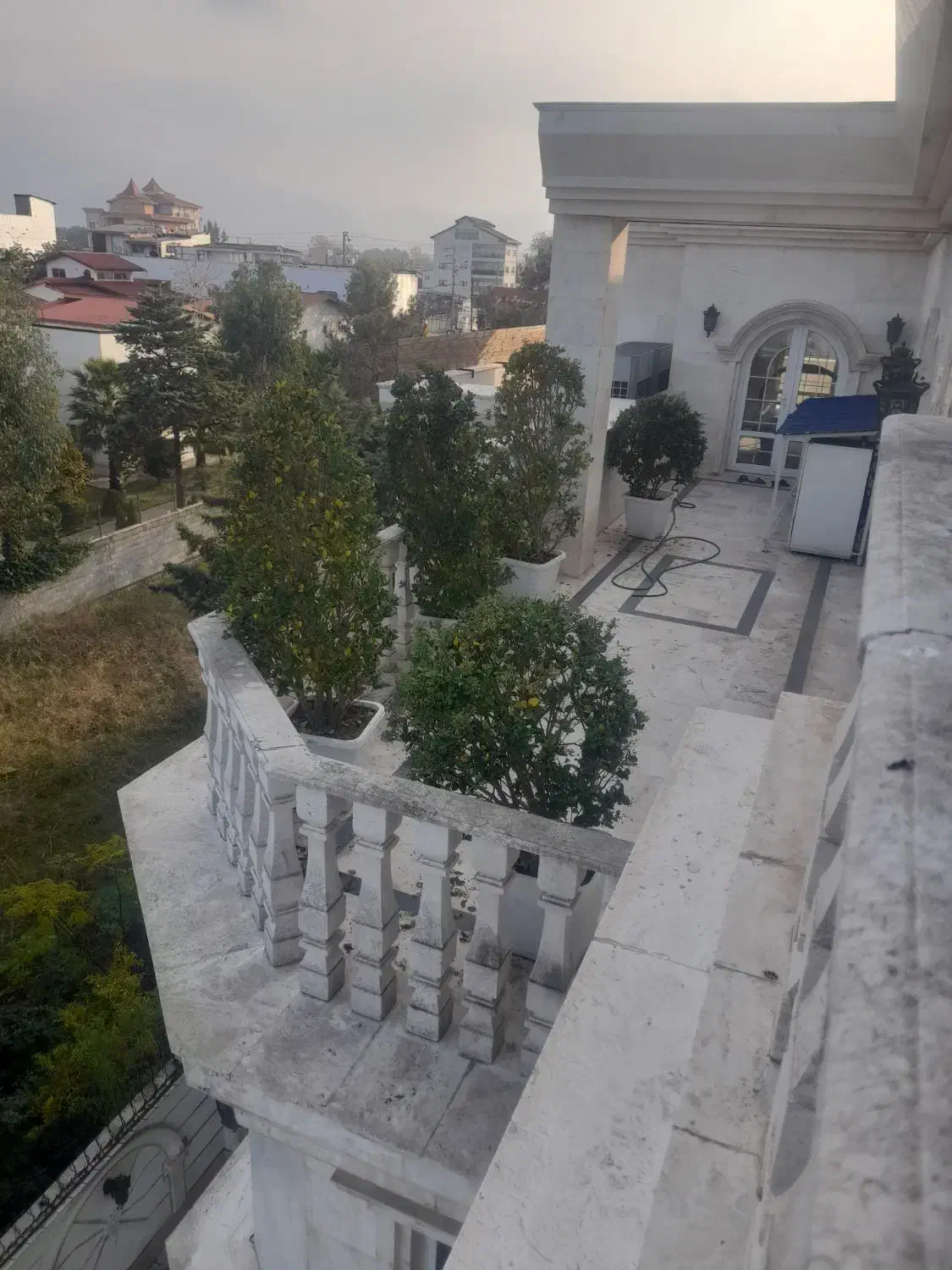 یاس هلندی  بزرگ با گلدون|گل و گیاه طبیعی|عباس‌آباد, |دیوار