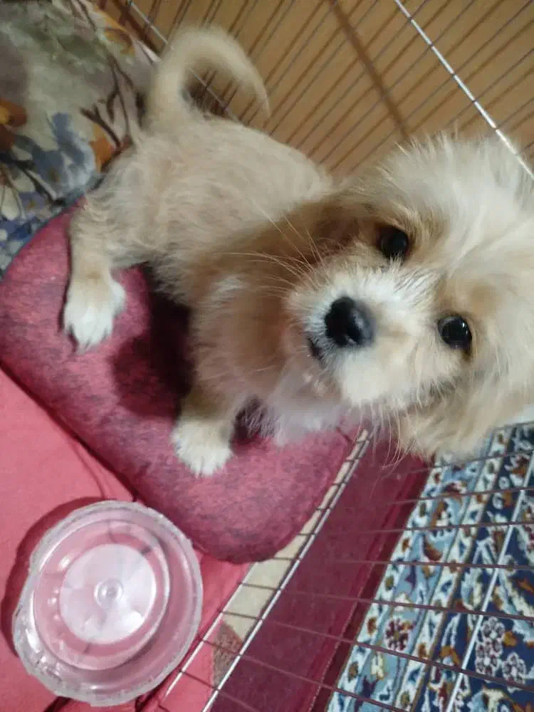 واگذاری سگ پودل کراس|سگ|باقرشهر, |دیوار