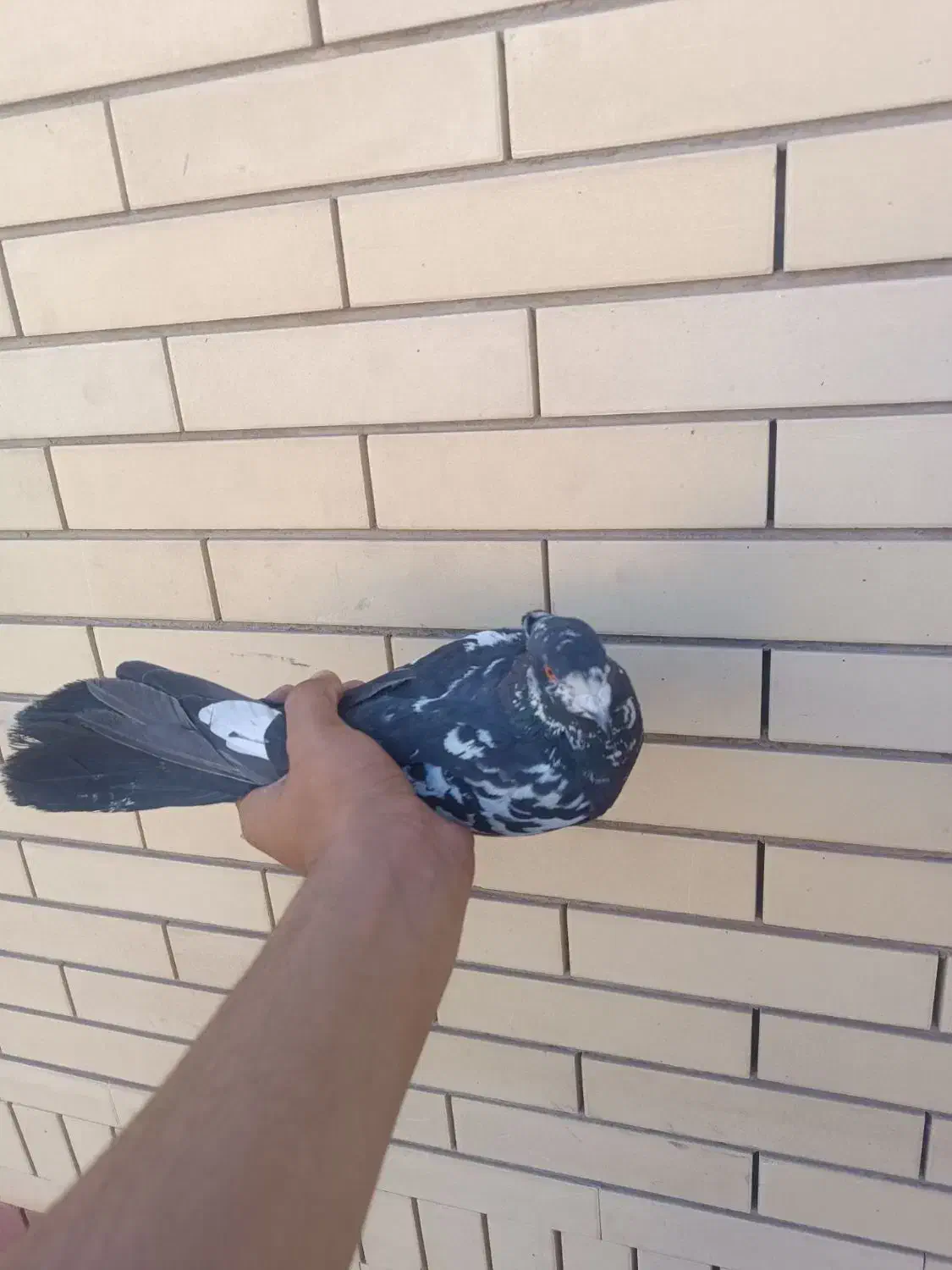 کقتر|پرنده|سیرجان, |دیوار