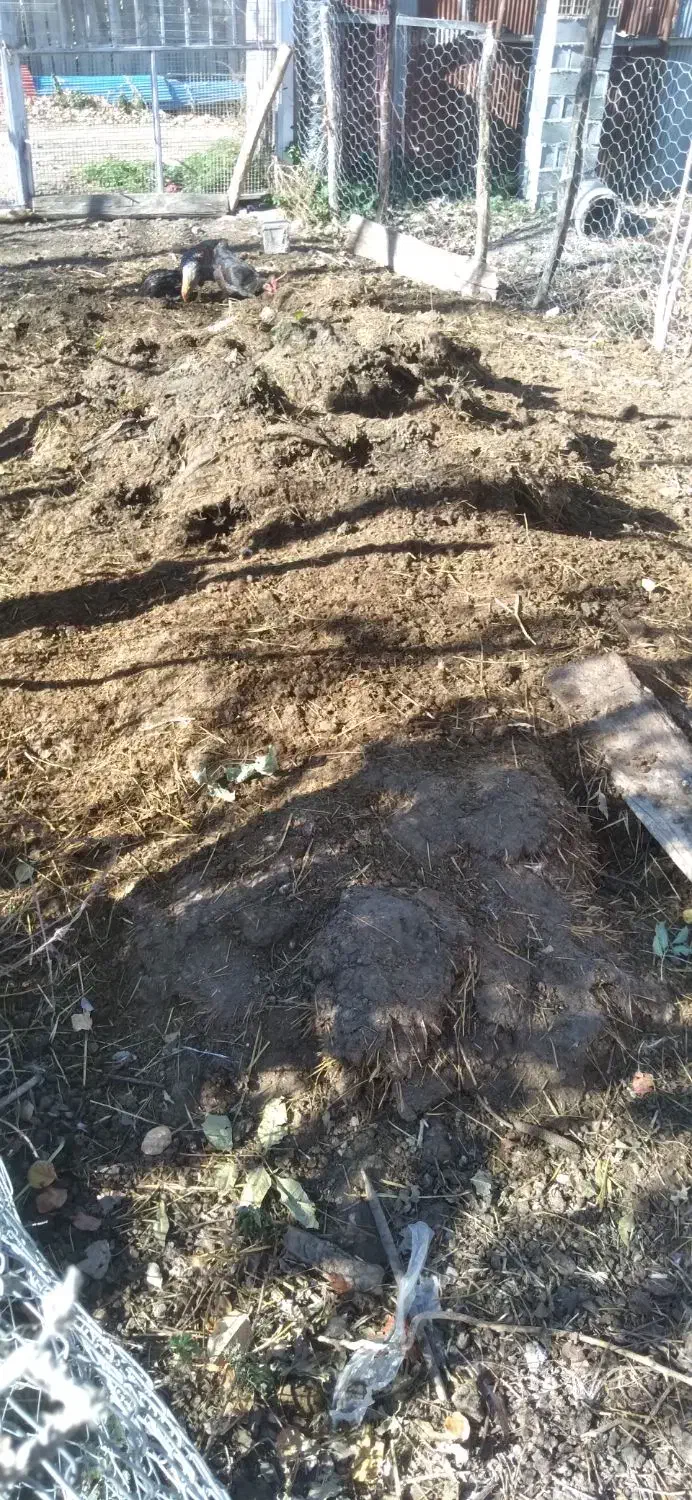 کد حیوانی|خدمات باغبانی و درختکاری|دیلمان, |دیوار