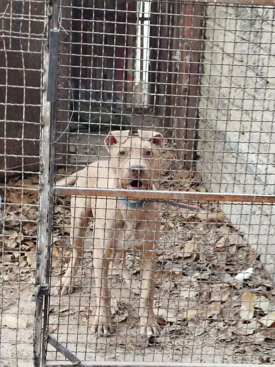 سگ پیت بول ، پیتبول|سگ|شیراز, حومه شیراز|دیوار