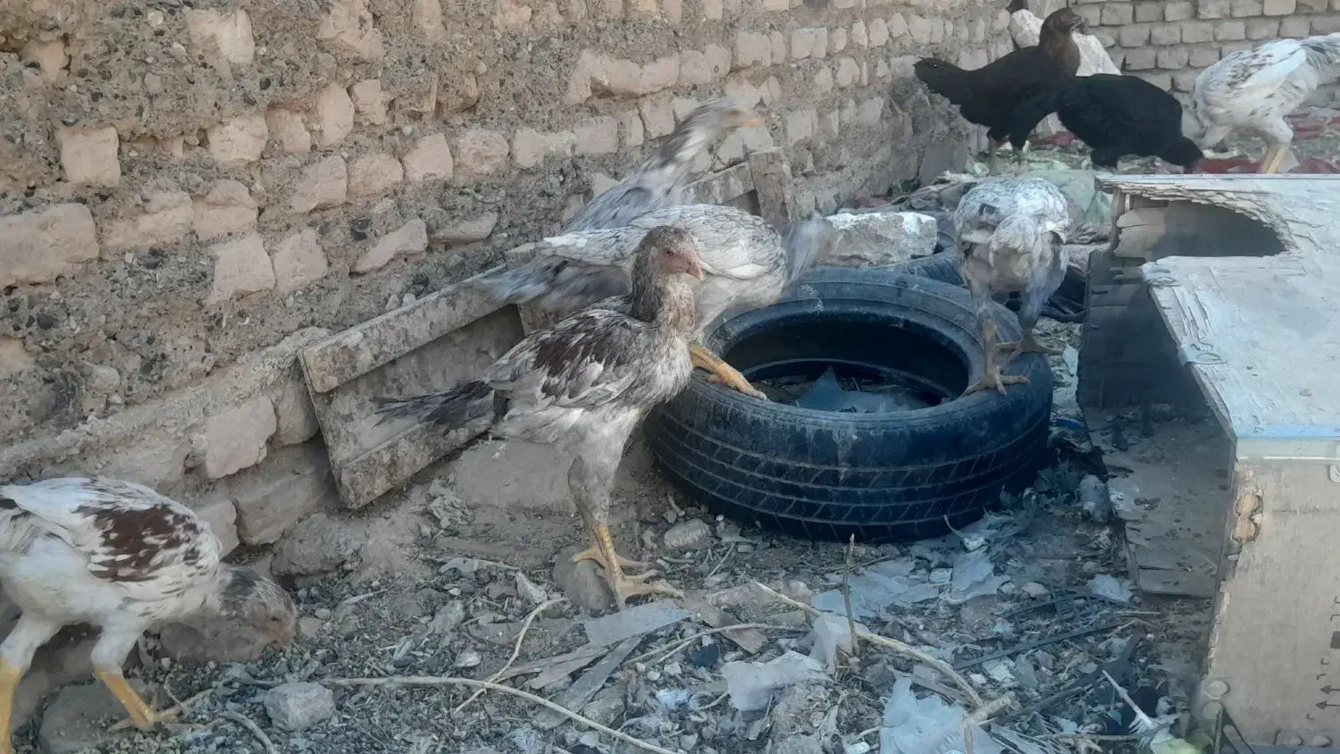 جوجه لاری|حیوانات مزرعه|تربتحیدریه, حسنی بالا|دیوار